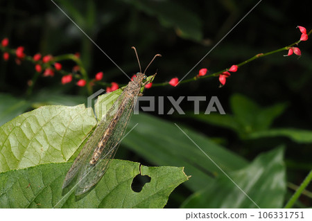 A kind of antler and the fruit of the corn A kind of antler and the fruit of the corn 106331751