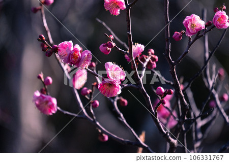 Plum blossom  106331767