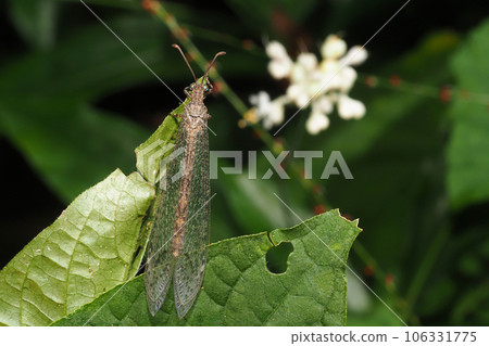 A kind of antler and the flower and fruit of Yabumyoga 106331775