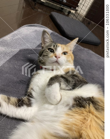 貓睡兩次 106331800