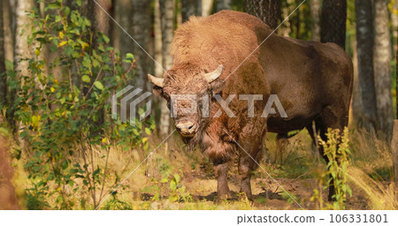 European Bison Or Bison Bonasus, Also Known As Wisent Or European Wood Bison In Autumn Forest 4K. European Bison Or Bison Bonasus, Also Known As Wisent Or European Wood Bison In Autumn Forest 4K. 106331801