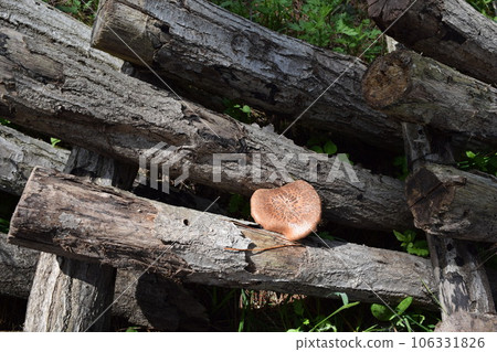 Mushroom log cultivation Mushroom log cultivation 106331826