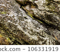 Ancient mossy rock texture background Ancient mossy rock texture background 106331919