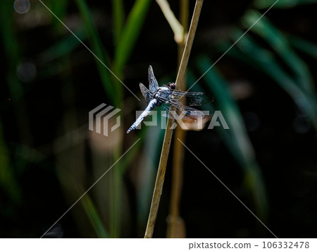 Black-tailed dragonfly perched on dry grass near water ♂ 106332478