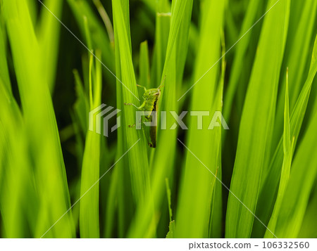一隻綠色的蚱蜢緊貼著稻葉 一隻綠色的蚱蜢緊貼著稻葉 106332560