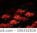 紅蜘蛛百合 106332816