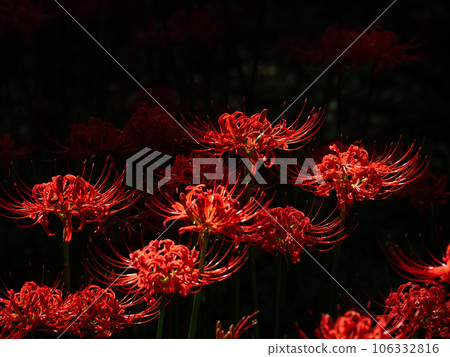 紅蜘蛛百合 106332816