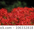 紅蜘蛛百合 106332818