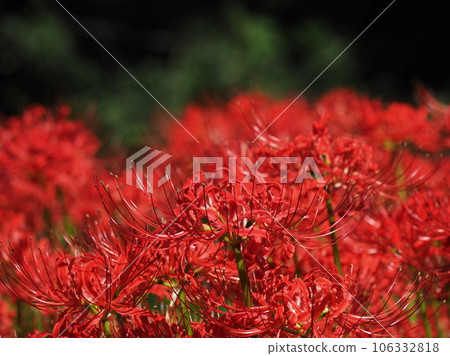 紅蜘蛛百合 106332818