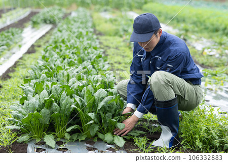 Farmer growing vegetables 106332883