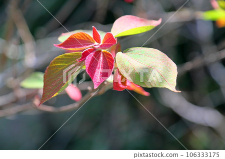 紅喙紅木年輕葉子 106333175