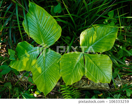 天南星科武藏文的大葉 106333259