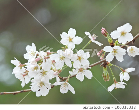 Cherry Blossoms	 106333338