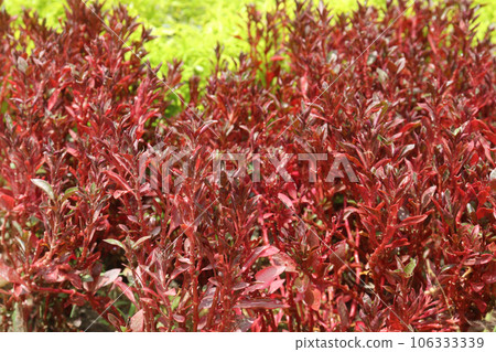 coprosma pacific leaf plant on farm 106333339