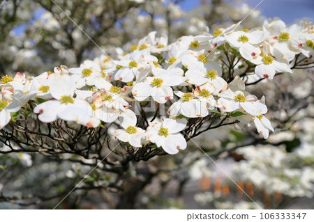  山茱萸花 106333347