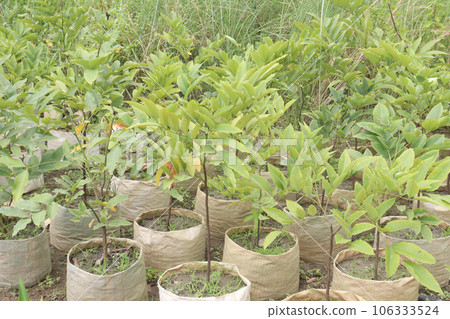 Golden shower tree in farm Golden shower tree in farm 106333524