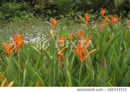Orange Heliconia flower plant on farm Orange Heliconia flower plant on farm 106333531