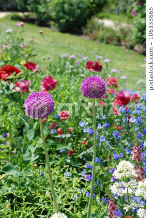 beautiful allium beautiful allium 106333666