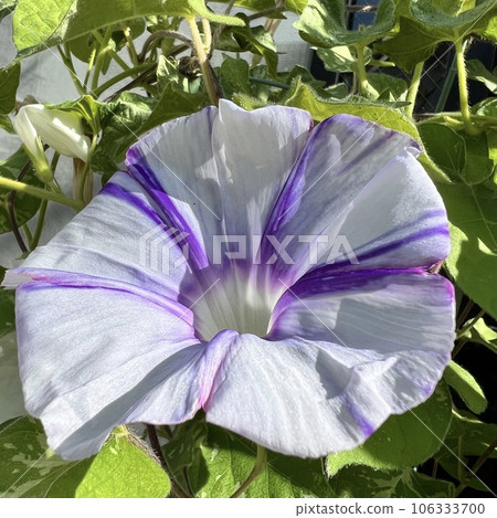 牽牛花花瓣 牽牛花花瓣 106333700