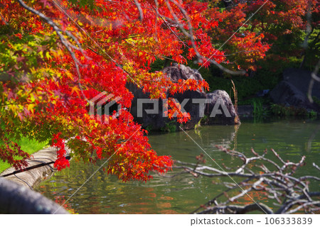美麗花園中的秋葉【風景/季節素材】 106333839