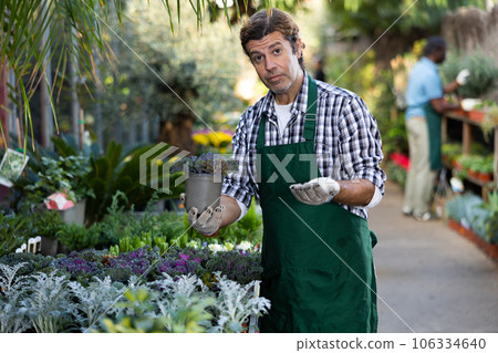 Positive greenhouse worker showing colorful ornamental kale in pot Positive greenhouse worker showing colorful ornamental kale in pot 106334640