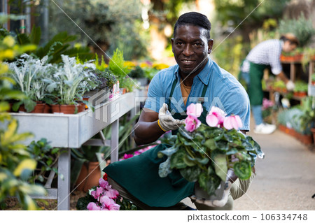African american gardener inspects Cyclamen in pots African american gardener inspects Cyclamen in pots 106334748