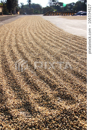 Sun-dried at a coffee plantation in Sao Paulo, Brazil Sun-dried at a coffee plantation in Sao Paulo, Brazil 106334827