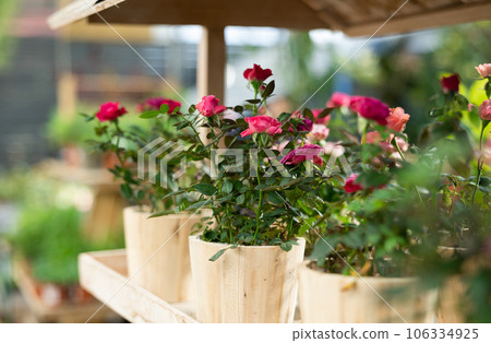 large specimens of room rose are displayed in window of flower store 106334925