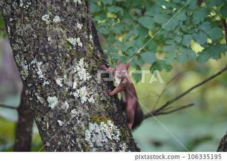 蝦夷松鼠，有著可愛的栗色夏季頭髮 106335195
