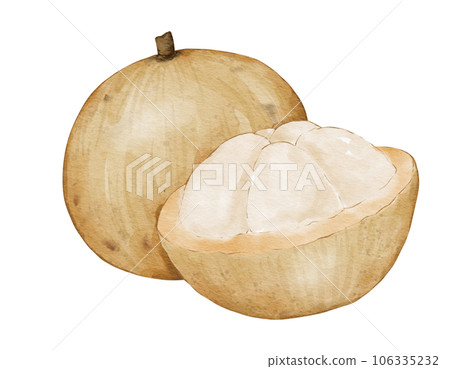 santol fruit   watercolor illustration isolated element 106335232