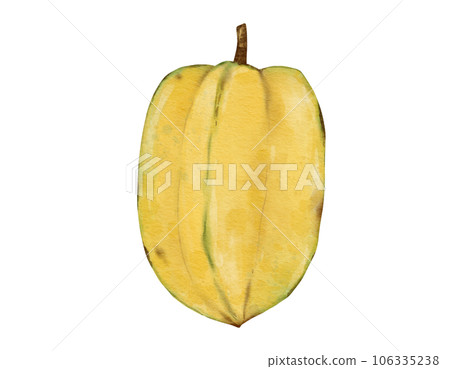starfruit fruit   watercolor illustration isolated element 106335238