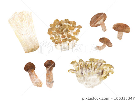 Mushroom ingredients hand-drawn illustration Mushroom ingredients hand-drawn illustration 106335347