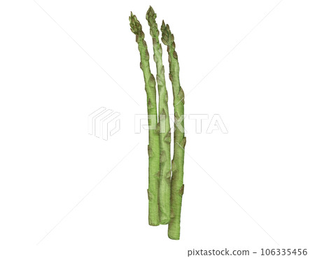 asparagus watercolor illustration isolated element 106335456