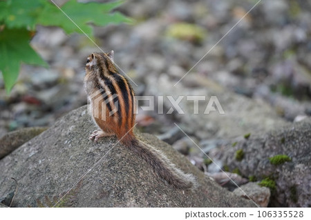 There are five stripes on the back ♪ A cute chipmunk There are five stripes on the back ♪ A cute chipmunk 106335528
