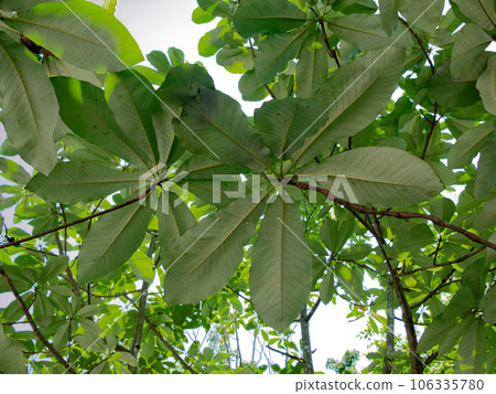 木蘭科木蘭的大葉子 106335780