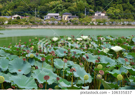 Lake Hakkaku (Togane City, Chiba Prefecture) 106335837