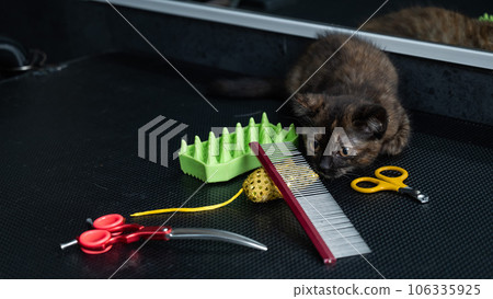 Small motley kitten in a grooming salon. Small motley kitten in a grooming salon. 106335925