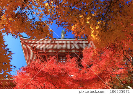 Autumn leaves of Naritasan Park 106335971