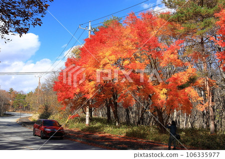 Kiyosato's autumn leaves 106335977