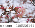 圓形粉色重瓣櫻花 106336141