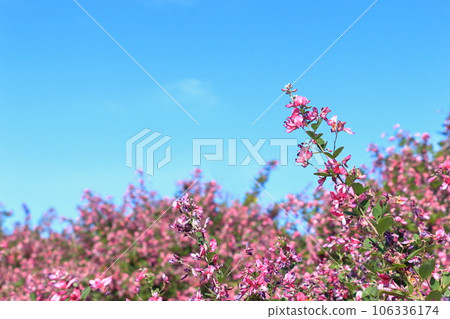 Hagi flowers shining in the blue sky Hagi flowers shining in the blue sky 106336174