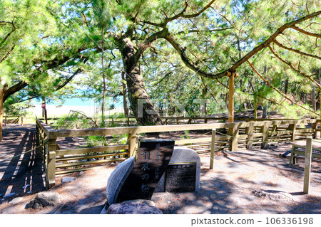 Hagoromo pine 106336198