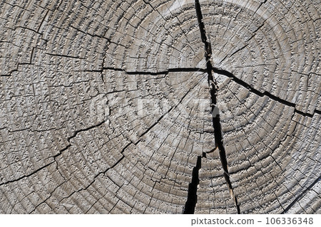 tree rings with cracks tree rings with cracks 106336348