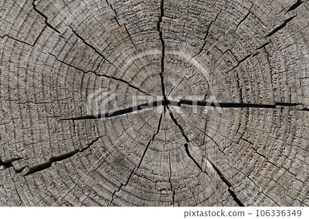 有裂縫的年輪 106336349