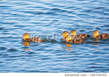 Cute little duckling swimming alone in a lake or river with calm water 106336458