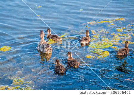 A family of ducks, a duck and its little ducklings are swimming in the water. The duck takes care of its newborn ducklings. Mallard, lat. Anas platyrhynchos 106336461