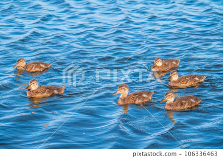 Cute little duckling swimming alone in a lake or river with calm water Cute little duckling swimming alone in a lake or river with calm water 106336463