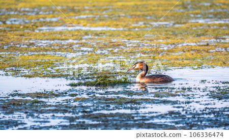 The waterfowl bird Great Crested Grebe swimming in the calm lake The waterfowl bird Great Crested Grebe swimming in the calm lake 106336474