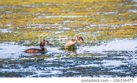 Two waterfowl birds Great Crested Grebes swim in the lake Two waterfowl birds Great Crested Grebes swim in the lake 106336475