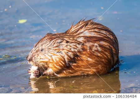 Wild animal Muskrat, Ondatra zibethicuseats, eats on the river bank 106336484